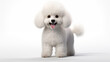 Cartoon white poodle puppy with smile face standing on white background 
