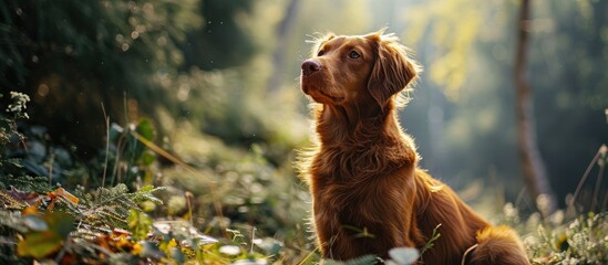 Poster - dog in forest on a log red Nova Scotia Duck Tolling Retriever in nature nature photo of pets. Creative Banner. Copyspace image