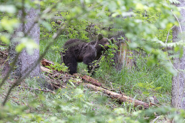 Wall Mural - Brown bear walking in green spruce forest with meadow and grass