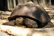 turtle, . Galapagos tortoise. Big turtle.