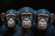 Three chimpanzee monkeys with a sad look, on a black background