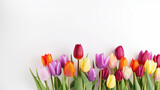 Fototapeta Tulipany - Colorful Tulips Blossoming in Spring Garden, Isolated on White Banner for Copy-Space – Vibrant Floral Nature for Text and Promotion
