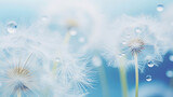 Fototapeta Dmuchawce - Dreamy dandelions blowball flowers, white seeds with water drops. Blurred pastel background. Soft selective focus