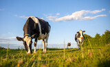 Fototapeta Do pokoju - Vache laitière au milieu des champs dans la campagne en France.