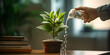 A person spraying water on a plant in a pot , Horizontal shot of baby sapling growing save the environment 3d illustrated
