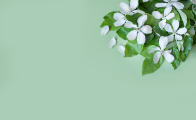 Wall Mural - Branch with white flowers of an apple tree on a light green background. banner Flat view. Free place. Spring summer background.
