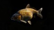 Crucian Carp in the solid black background