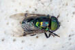Adult Green Jewel Fly of the species Ornidia obesa.