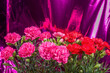 メタリックピンクを背景にピンクと赤のカーネーションの花