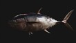 Albacore Tuna in the solid black background