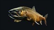 Chum Salmon in the solid black background