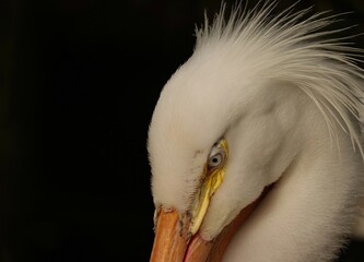 Wall Mural - Regal White Pelican Gorgeous Piercing Captivating Pale Eye Gaze