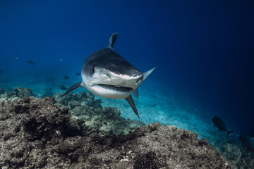 Tiger shark swims in blue ocean. Diving with tiger sharks.