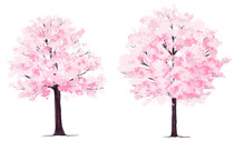 Pink Cherry Blossom, Vector Of Flower Grass Or Blooming Shrub Site View Isolated On White Background ,watercolor Tree Elevation For Landscape Concept,environment Panorama Scene
