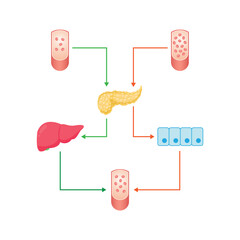 Wall Mural - Blood Sugar Regulation Scientific Design. Vector Illustration.