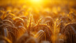 A well-lit field of golden wheat ready for harvest.