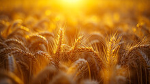 A Well-lit Field Of Golden Wheat Ready For Harvest.