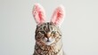  Easter postcard with cute british cat wearing oversized bunny ears