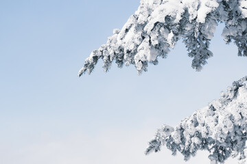 Wall Mural - two snow fir tree branches and winter blue sky