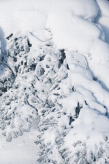 Wall Mural - close up of fresh snow on fir tree branch