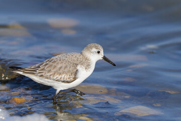 Poster - A Sanderling running along the shore of the sea