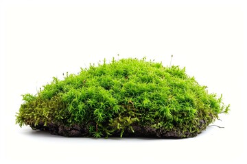 Wall Mural - Green moss isolated on white background