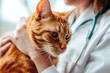 Pet care and health check concept, Women's body check tabby cat regular health checks of pets for abnormalities and treatment by a veterinarian
