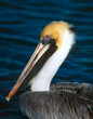 © Donna Bollenbach - Portrait of a handsome eastern Brown Pelican, Pelecanus occidentalis, in breeding plumage. Close-up of the bird's face, eye, bill, and part of the body with blue water in the background.