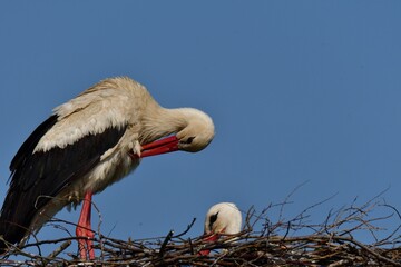 The white stork cleans its feathers in the nest with its beak