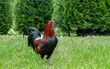 Rooster on a green meadow in the garden. Beautiful rooster
