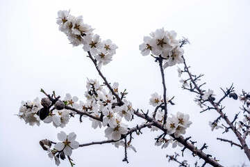 Wall Mural - Almond blossom