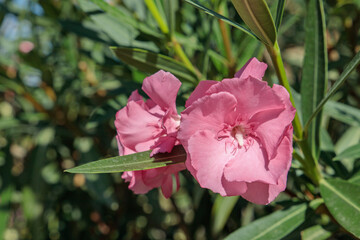 Wall Mural - pink nerium (nerium oleander) blossom. popular ornamental garden plant. space for your text.