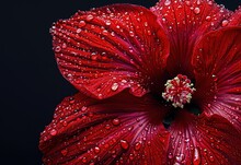 The Flower's Bright Red Petals, Adorned With Crystal Clear Water Droplets, Reflect The Beauty Of Nature In Full Bloom.