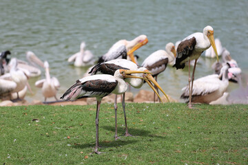 Wall Mural - The Painted Stork bird (Mycteria leucocephala) in garden