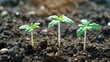 Closeup 1 week old Cannabis plant in soil