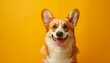 affectionate nature of a Corgi against a warm yellow background, showcasing the breed's distinct appearance and loving demeanor,  Corgi against on yellow background.