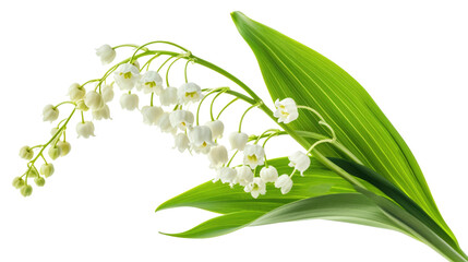 Bouquet of lily of the valley flowers and leaves isolated on transparent