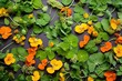 Nasturtium plants Monks cress flowers and leaves