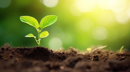 Canvas Print - Young plants growing from the ground, Planting young plant seeds in the morning with nature background