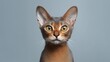 Beautiful Abyssinian Cat with Funny Blue Color Looking Isolated on Gray Background AI Generated
