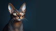 Beautiful Abyssinian Cat with Funny Blue Look on Dark Gray Black Background AI Generated