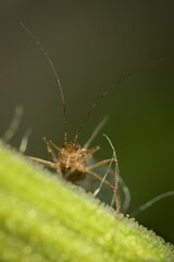 Wall Mural - aphid from the front  on the grass