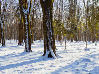 Sticker - Bright snowy forest, winter mood. Atmospheric landscape with trees and snow. Magical nature, fabulous place.