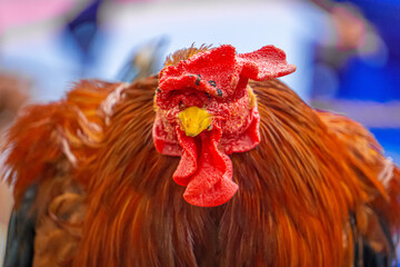 the great indian colorful male rooster chickens close up face portrait with skin texture detail, fea