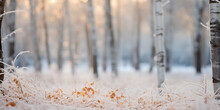 Frozen Snowy Grass Winter Natural Abstract Winter View With Frost-covered Leaves Snow-covered Evergreen Forest At Sunset Snow Bushes Branches On Blurred Birch Trees Backdrop In Frost Sunny Winter Day.