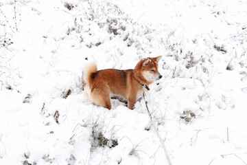 Wall Mural - Shiba Inu dog in the snow, walking in a snowy park. Beautiful red dog of Shiba Inu breed