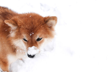 Wall Mural - Portrait of a Shiba Inu dog with snow on its nose. Beautiful red shiba inu dog in a snowy park