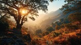 Fototapeta  - Pine forest  in the mountains at sunrise, China.