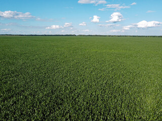 Wall Mural - Huge cornfield on a sunny summer day, aerial view. Blue sky over green farm field, landscape.