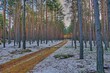 Las zimą. Pomiędzy drzewami przebiega leśna droga. Pobocza, pas pomiędzy koleinami pokrywa cienka warstwa śniegu. 